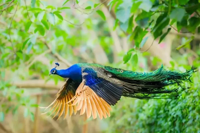 پروا طاووس در میان محوطه سرسبز باغ پرندگان 754527