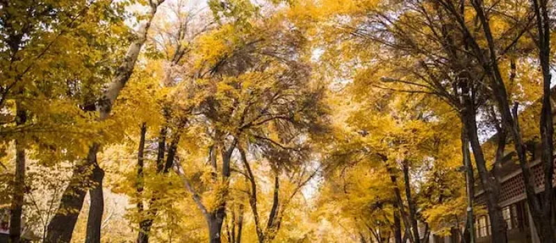 درختان بلند قامت پاییزی در خیابان چهار باغ عباسی اصفهان 487546783