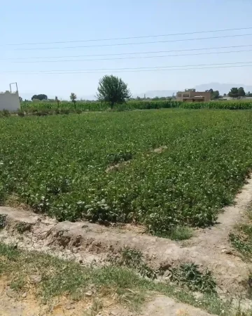 محوطه سرسبز زمین کشاورزی در اصفهان