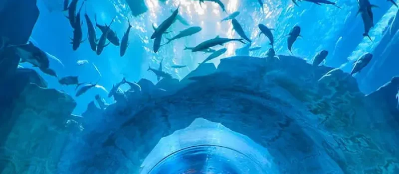 تونل نهنگ و ماهی های آکواریوم اصفهان 1521653